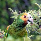 Bonaire Parrot 2022